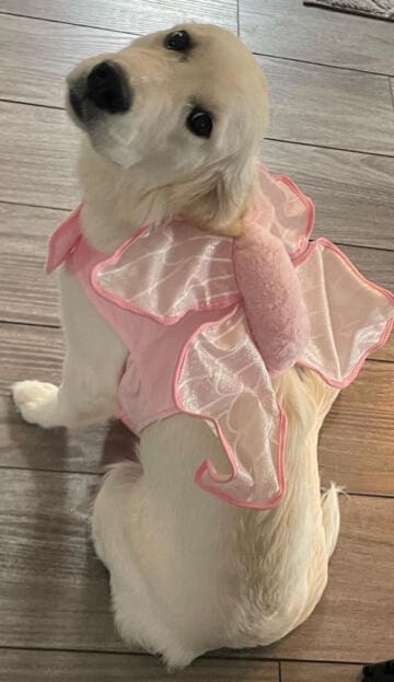 LisaFelszersDog_Maizy-Mae