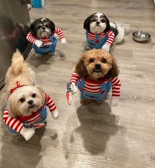 Robert Menendez pets